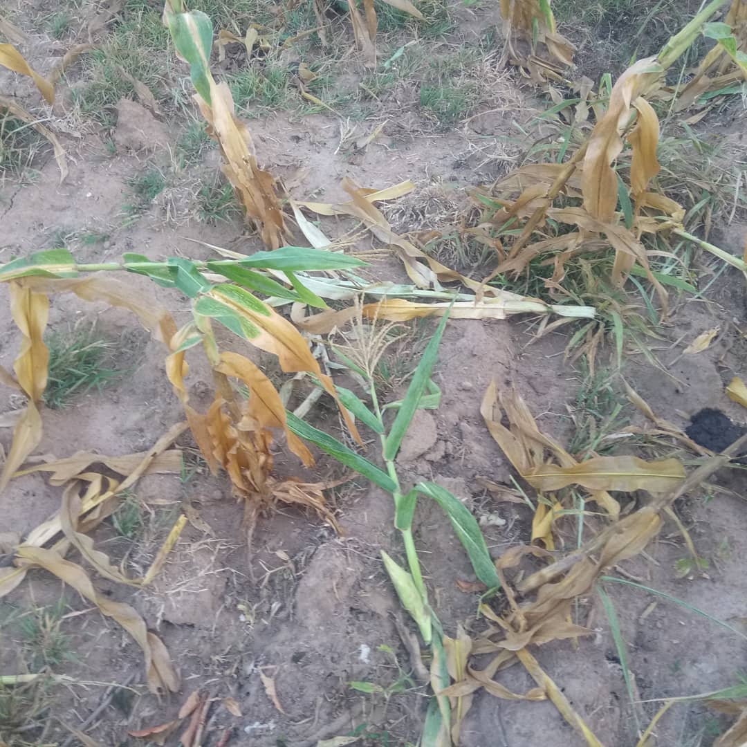 Horizonz tweet media