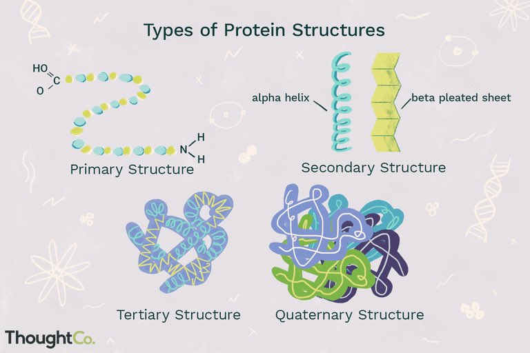 📌الانواع ال 4 لهيكل البروتينات The four types of protein structure