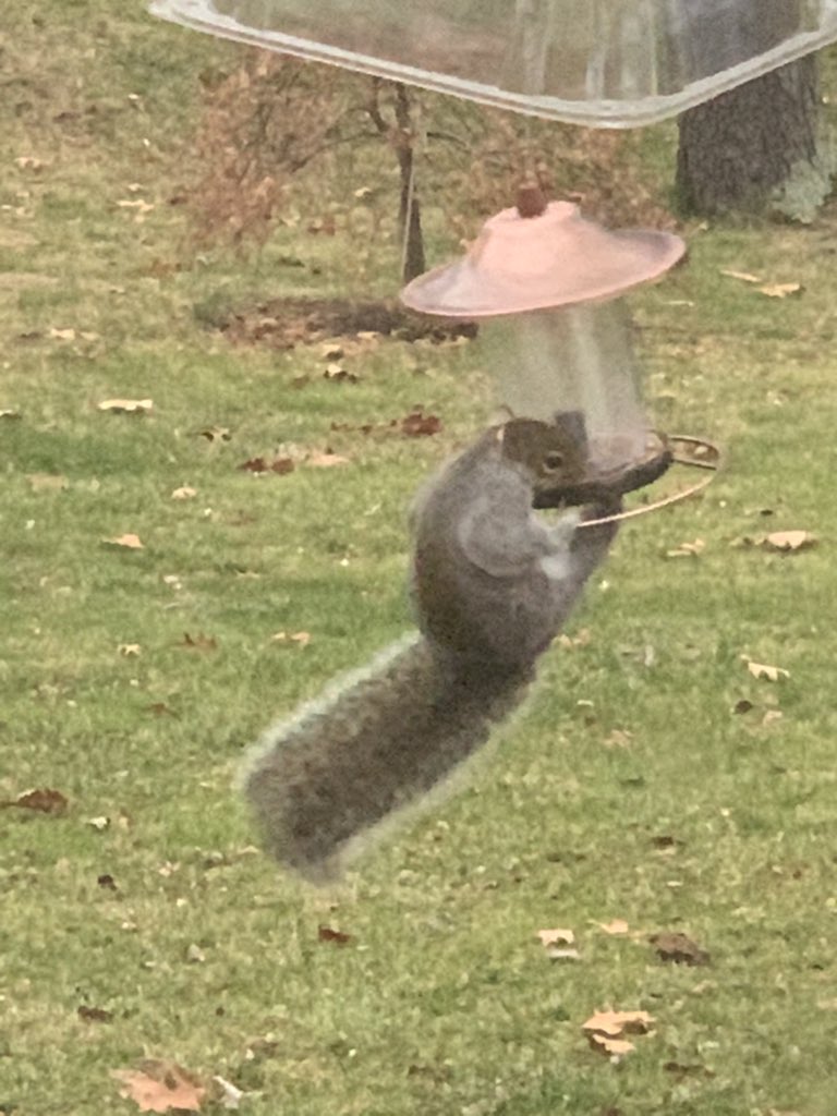 Moondancer1626's tweet photo. Look at this tenacious thief 🤣🤣🤣 #fannibalwindows https://t.co/oURnWDl3e8