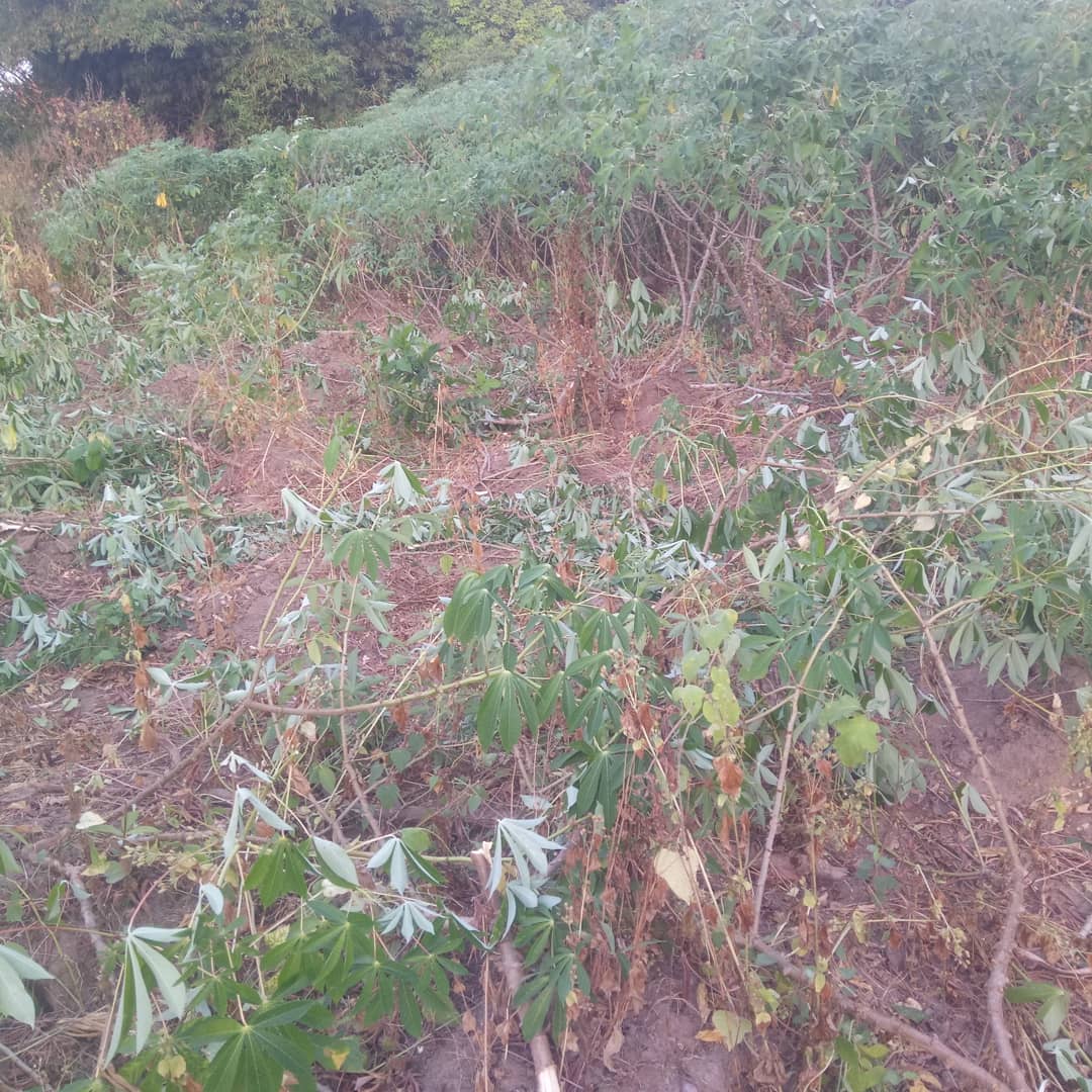 Horizonz tweet media