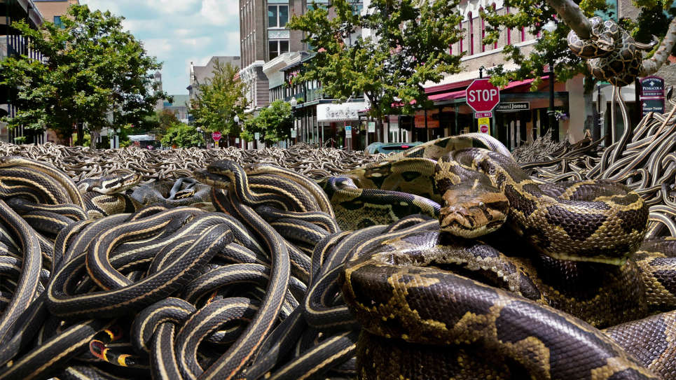 TheOnion's tweet photo. Scientists Warn Florida Will Be Under 6 Feet Of Snakes By 2021 https://t.co/wIJpqI8OQZ https://t.co/7L1BY80hS8