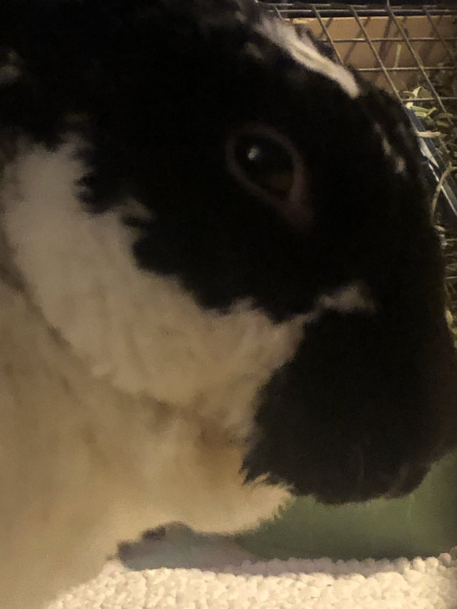 wendigobunny's tweet photo. MY BEST FREN VIGGO #BUNBUN #HOUSERABBIT #REX #RABBITSOFTWITTER #BESTBUN https://t.co/Q6hJZ1Wy9I