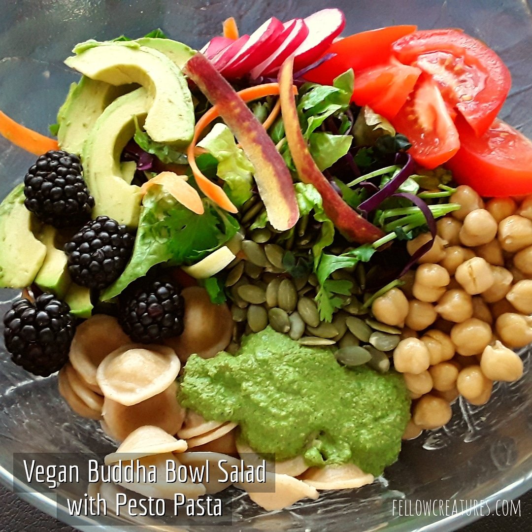 fellowcreature's tweet photo. Vegan Buddha Bowl Salad with Pesto Pasta.
π±π±π±π±π±π±π±π±π±π±π±
#fellowcreature #fellowcreatures
#veganfood #vegan #govegan #veganaf #vegancooking #veganfoodshare #plantbased #wfpb #wholefoodplantbased #lazyvegan #minimalcooking #buddhabowl #salad #pesto https://t.co/Y3TADJ13uI