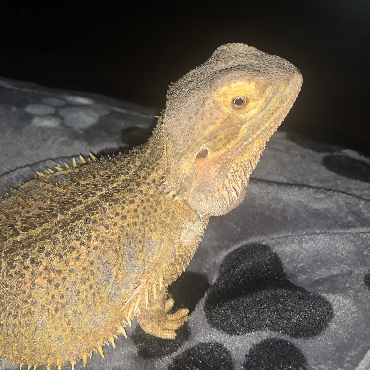 syd_akaYog's tweet photo. Q1 Thank you for having me. I rescued my mummy when I was 14 wks I’d already been at 2 homes that didn’t want me I’m now 5 years old I’ve got 2 hubros and a scaly bro  called animal he is a bearded dragon #OTLFP https://t.co/MDpT4ESeG5