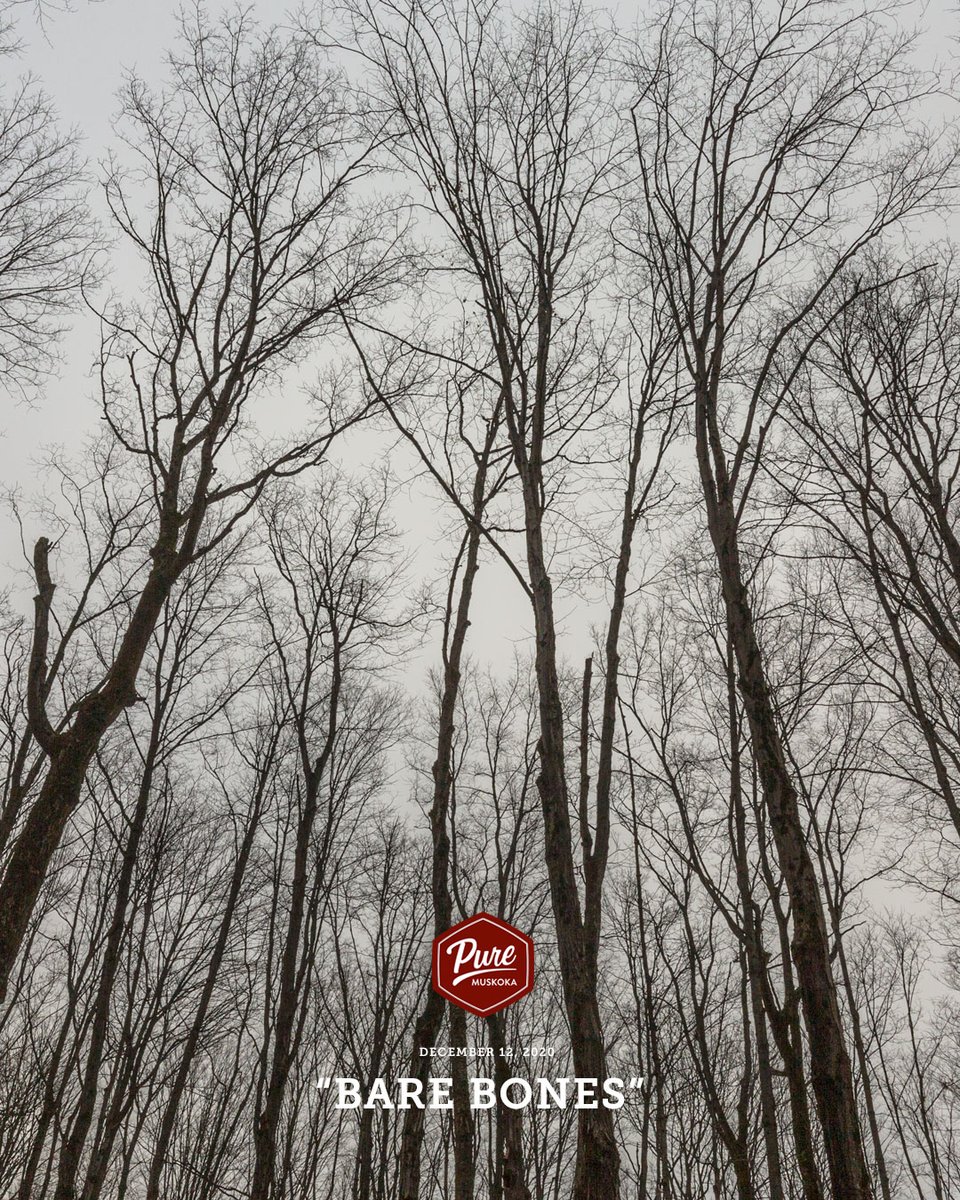 Pure Muskoka tweet media