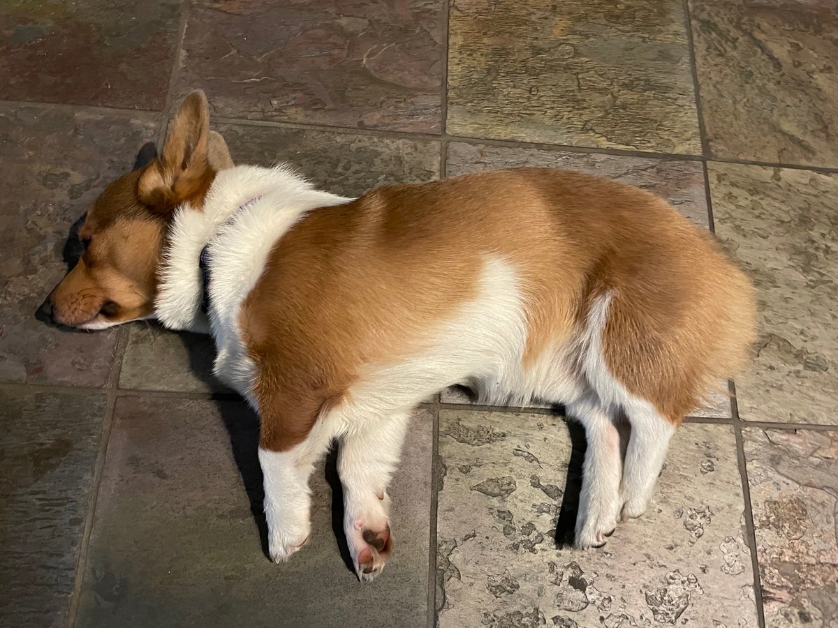 matthewmercer's tweet photo. Update: After many rounds of tackling, tickling, and tossing/retrieving many a toy, I can now paint in peace. <3 https://t.co/ecCFYX8eeH