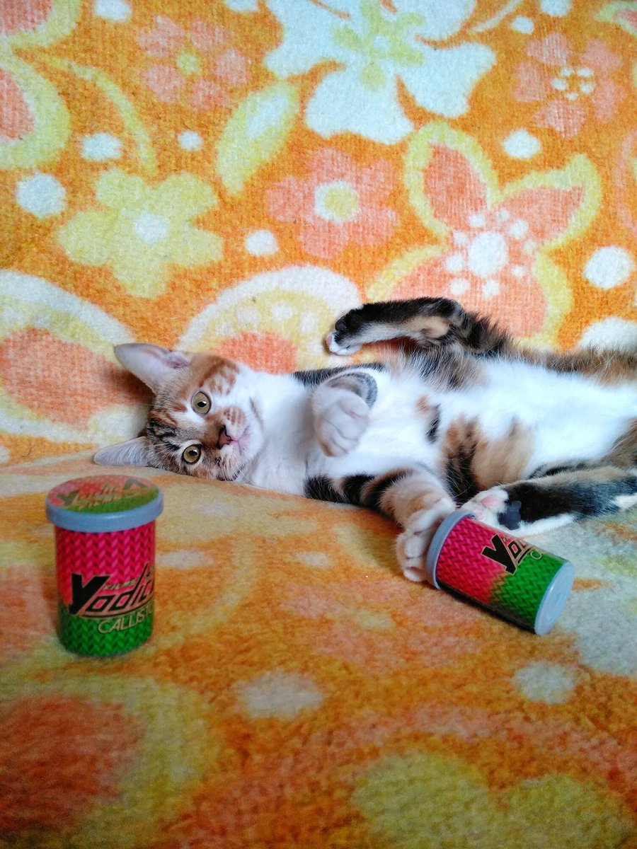 YodicaFilms's tweet photo. Yodica team is growing, let us introduce our new little employee Yuna💖she is our officially YodiCAT (Those Callisto are her personal canisters for play, the ones for the stores are in save 😁) #フィルム #lomo #lomography #filmphotography 
#35mm #35mmfilm #yodica #yodicafilms https://t.co/40Rouql0Py