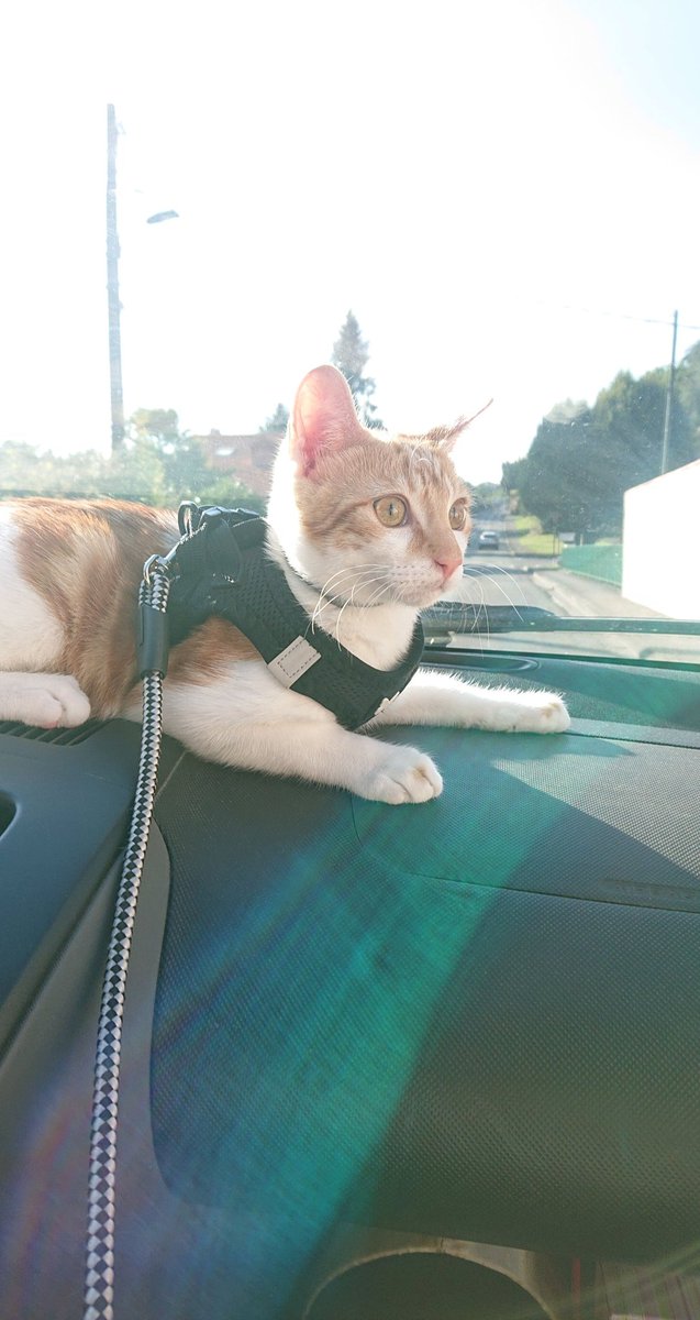 BenBegz's tweet photo. Post a picture of your pet and what your pet is named after https://t.co/n8tiLDCPuS