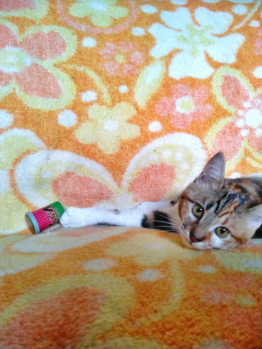 YodicaFilms's tweet photo. Yodica team is growing, let us introduce our new little employee Yuna💖she is our officially YodiCAT (Those Callisto are her personal canisters for play, the ones for the stores are in save 😁) #フィルム #lomo #lomography #filmphotography 
#35mm #35mmfilm #yodica #yodicafilms https://t.co/40Rouql0Py