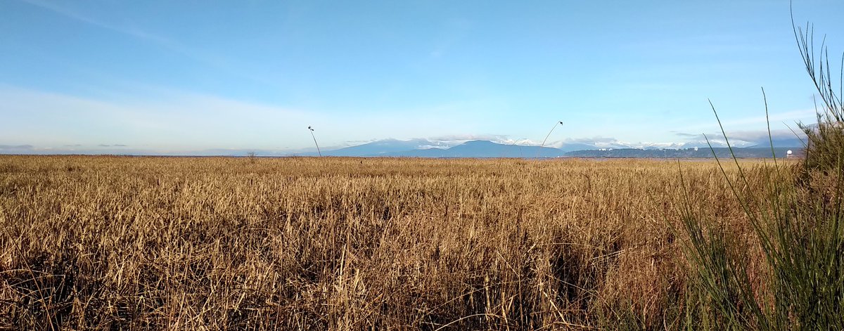 jtscooper's tweet photo. #December2020 morning at the #RichmondBC, Terra Nova https://t.co/iaKSyHjq43