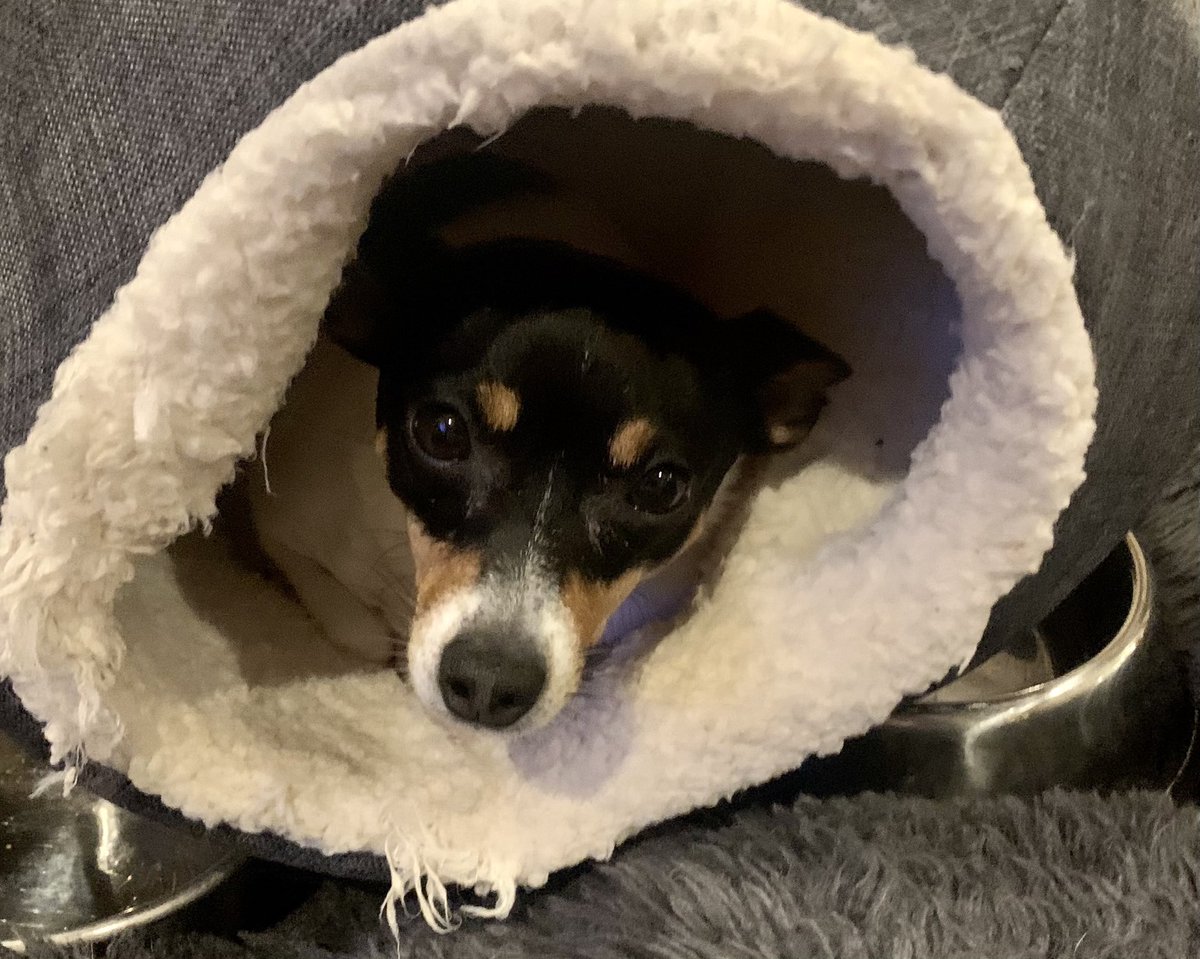 KathyMaresca's tweet photo. I love you fox terriers. Meet my Buffy. #toyfoxterriers https://t.co/mHw2oySyZR