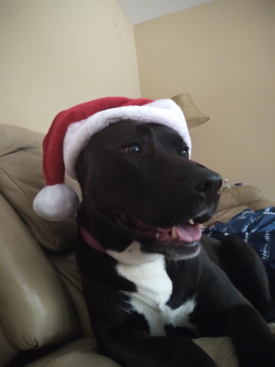 DroidUnitB1's tweet image. //Guys. I have given doggo a hat