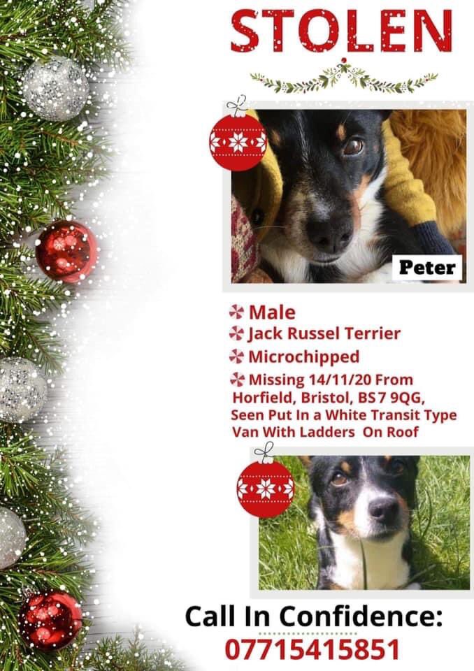 EmmaSearchForD1's tweet photo. 🆘️ 🐶Please celebrity friends can you retweet for little Peter... taken from Horfield Bristol🆘️🐶 His family are completely 💔. How can people take pets😢 @RealScottMaslen @RealGaryWebster @RealSarahGreene @BrendaBlethyn @msm4rsh @lisafaulkner1 @APattiClare @missmcollins 🐶 https://t.co/wpGzE5lsdS