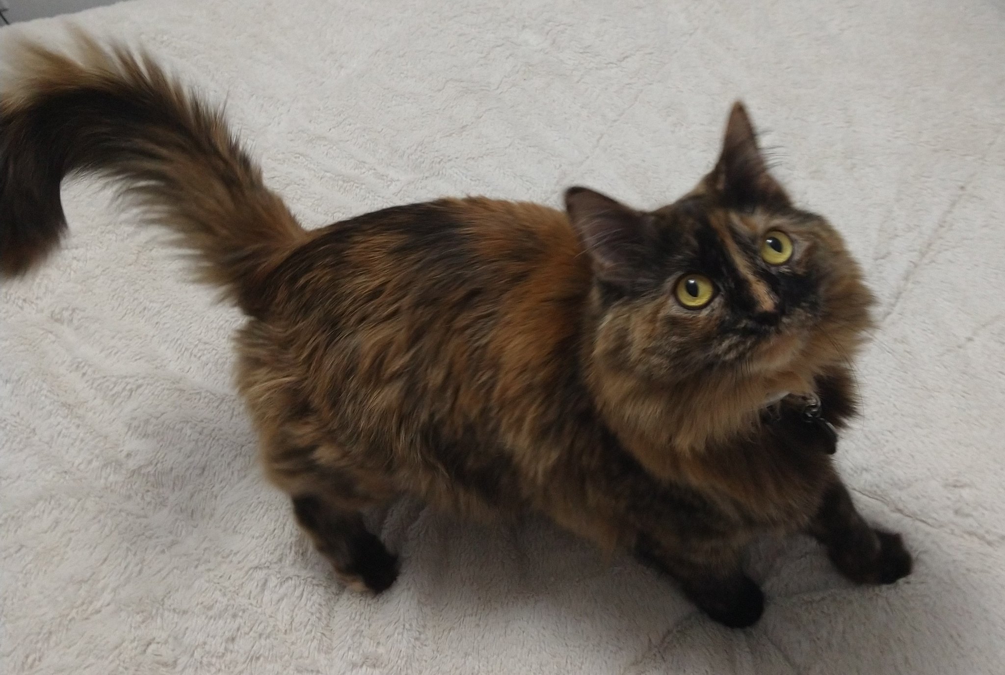 Tortie Ragdoll