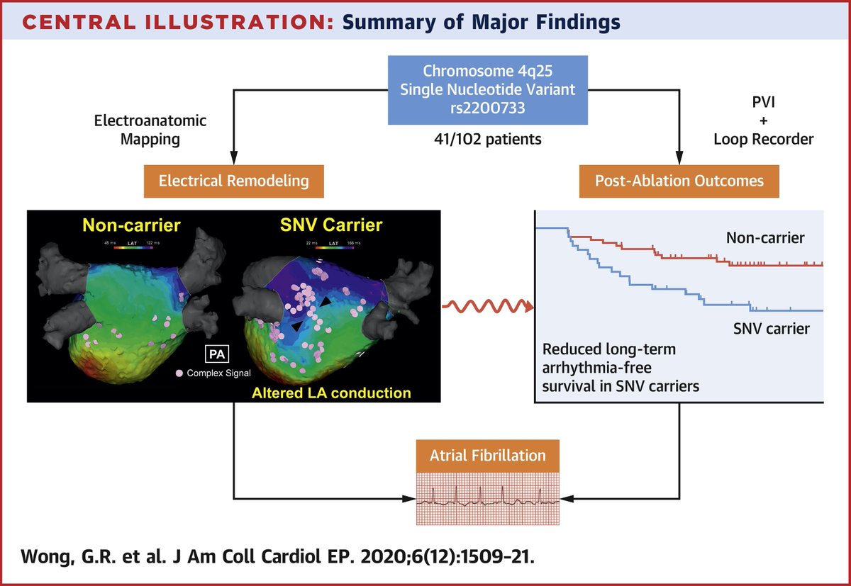 The 4q25 locus has been associated with increased #AFib susceptibility. Here is the first evidence that the rs2200733-tagged haplotype alters left atrial electrical remodeling.

Read in #JACCCEP: bit.ly/3n2lmfz