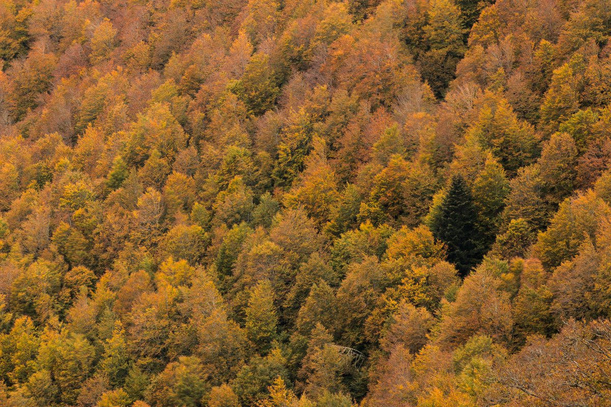 Incrementar el número de especies autóctonas en las masas forestales fomenta la biodiversidad y la resiliencia de los bosques ante alteraciones ambientales como la crisis climática.
#SinBiodiversidadNoHayVida