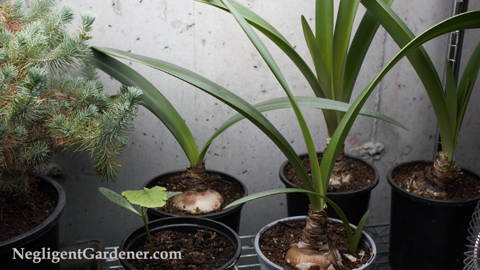 KerryOConnell9's tweet photo. A few of the plants in the downstairs "nursery" where they can grow when I don't have enough room upstairs. Surplus Plants.
#gardening #indoorgardening #growingunderlights #negligentgardener https://t.co/tbJRPDLG1Y