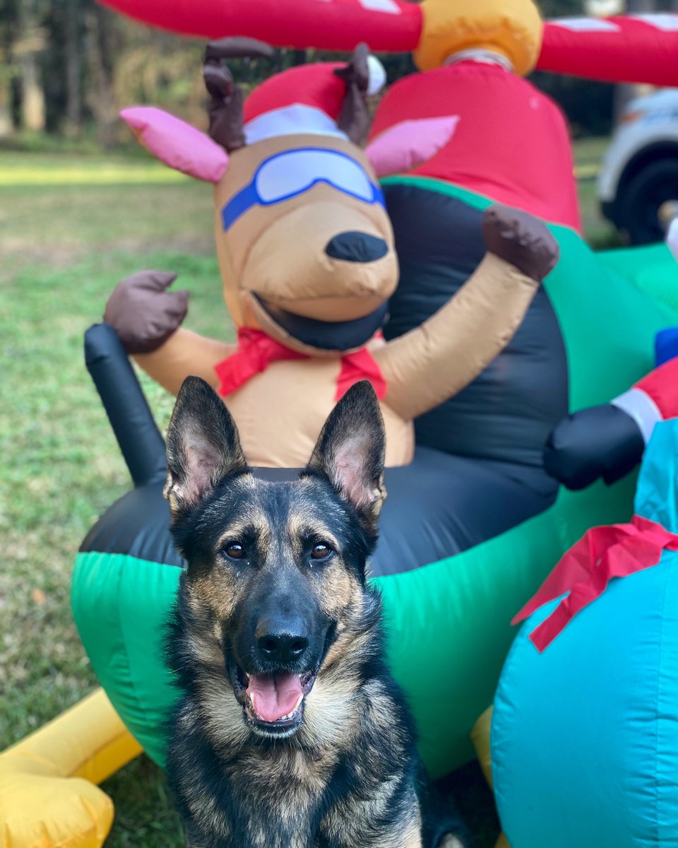 Someone’s catching the holiday spirit! #TeamEvo #Evomaniacs #policek9 #policedog #policedogs #k9team #k9unit #policek9 #k9handler #workingdog #workingdogs #furmissile #landshark #K9life #k9police #k9cop #thinbluefamily #thinblueline #sendus #k9leadstheway #k9