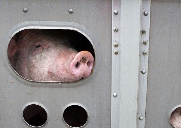 MercyForAnimals's tweet photo. Remember her. https://t.co/yxZWvi4cRY