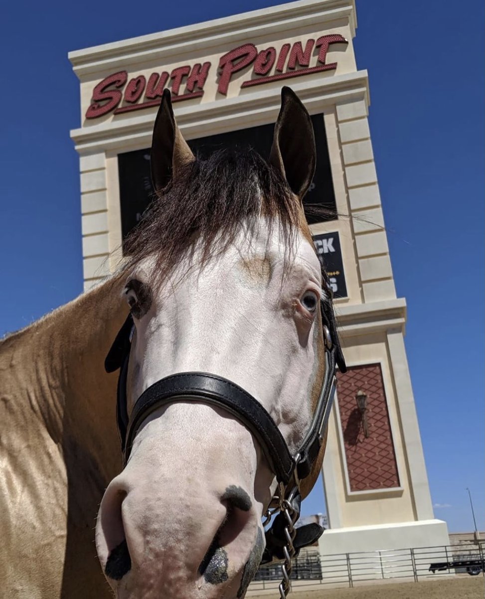 southpointlv's tweet photo. A very happy #NationalDayoftheHorse from all of us at #VegasCowboyCentral! 🐴

📸 @craigschmersal on Instagram https://t.co/cOh53ph9N3