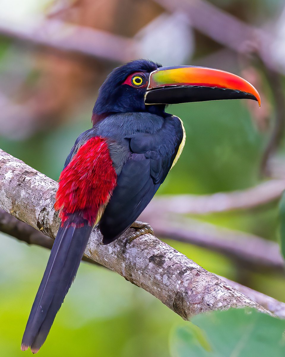 Check out Day 1 photos from Puerto Jimenez, Costa Rica on Instagram, and FB