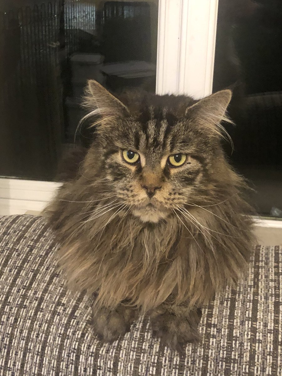 CarolCrumlin's tweet photo. @ProfNoelFitz Hello from Magnus, one of my 4 Maine Coons. You have two very handsome boys. https://t.co/5QSIj48894