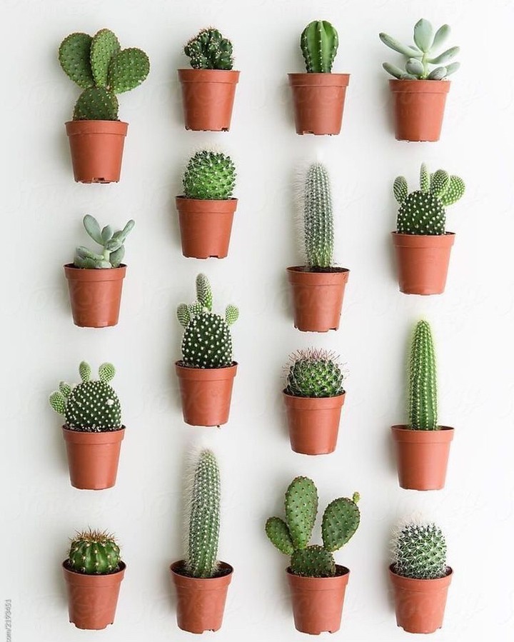 spapampering's tweet photo. #HomeSpaHack: Get House Plants. 🌵 

Apart from the aesthetics they add, we experience less stress when there are plants around us. 

Get some de-stressing plants and set a Zen like environment of relaxation, for yourself. 

#houseplants 🌱 #homespahacks  #spapamperingathome https://t.co/tmoQm2O2Bb