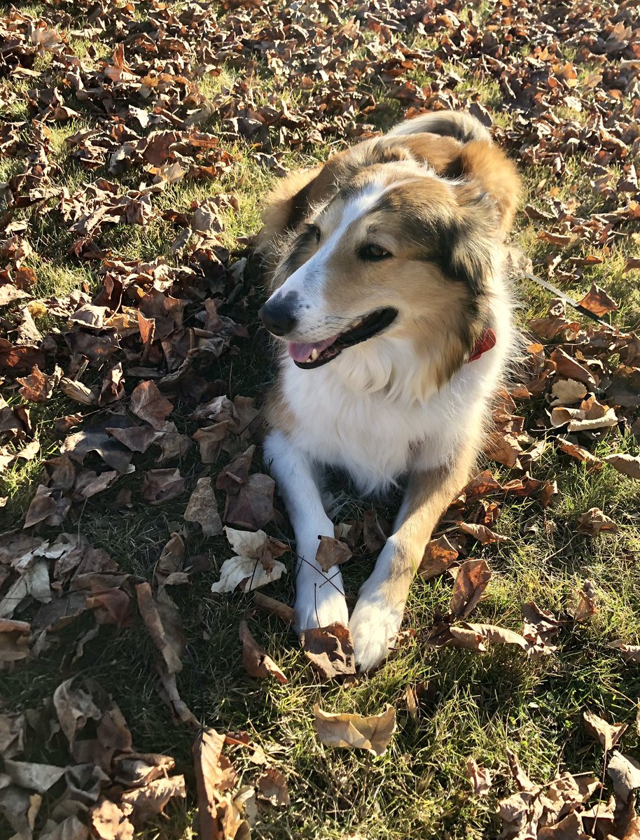 WilmaBenton19's tweet photo. Mom is still raking leaves and I’m still snoopervising.
#nevergoingtofinish
#dogsoftwitter #collie https://t.co/uZ3UbIUMLM