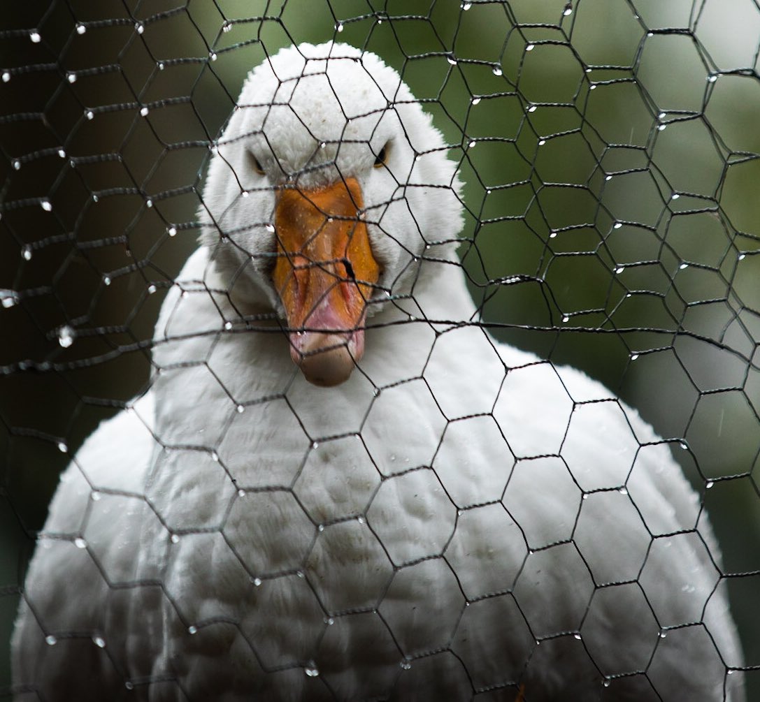 fionndavenport's tweet photo. I met this lad along the #SettValleyTrail in the High Peak, Derbyshire. The eyes are saying, “it’s nearly Christmas and I’m goosed. Help me make a break for it or else it’ll be murder most fowl.” https://t.co/kHiWjJTIA3