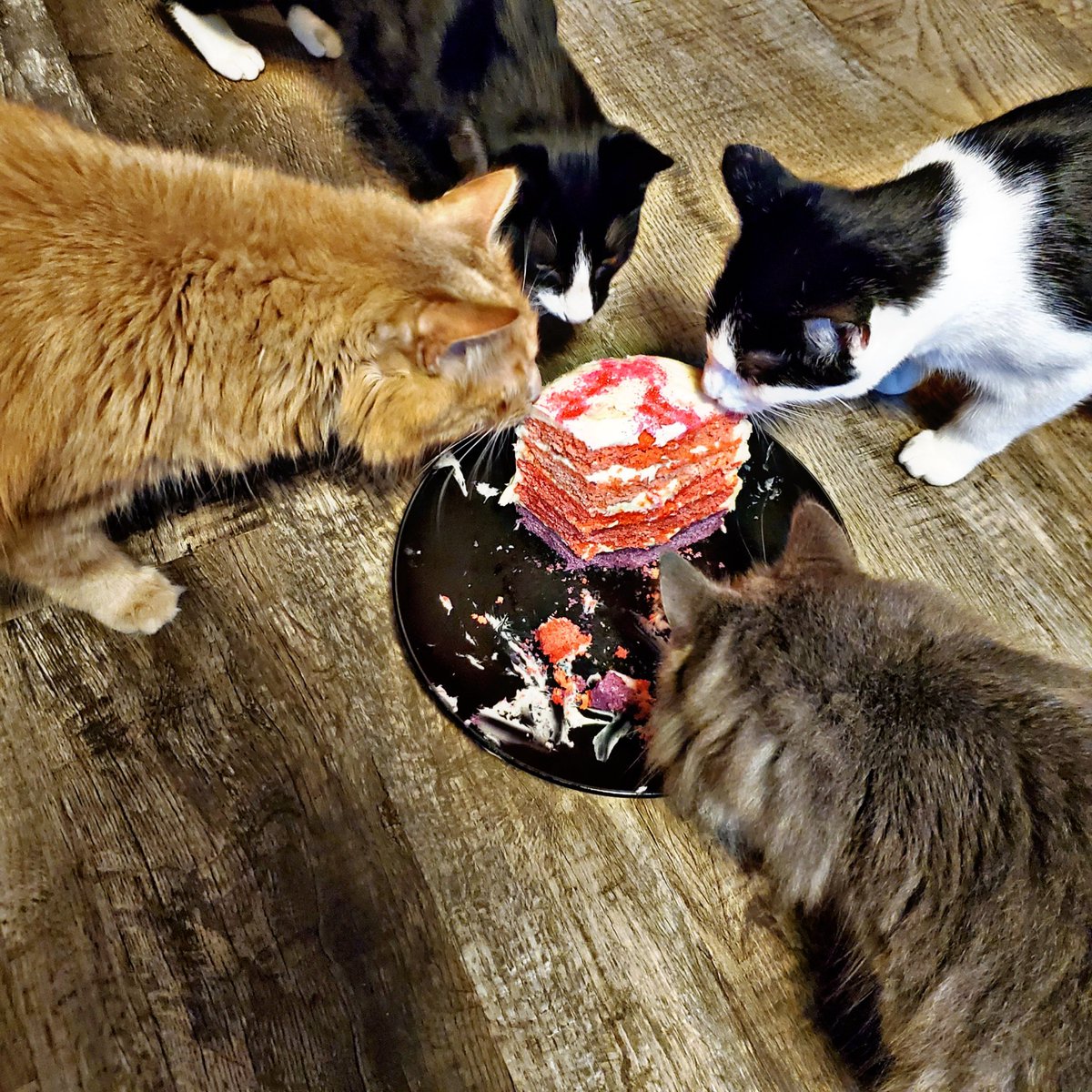POfcats's tweet photo. @OfficerMorton Birthday cake cant go to waste!! Kitties get a few links then out to the racoon and possum 🦄❄🎉 #RESCUE #12DaysOfChristmas #Christmas #CatsOfTwitter https://t.co/N9Aphc5kTM