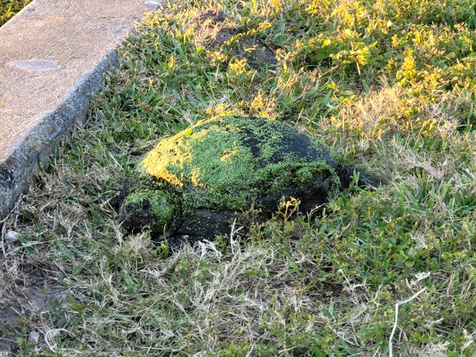 1 pic. My second visitor! Old Man Gamera! He was crossing the street trying to bite at truck tires! I