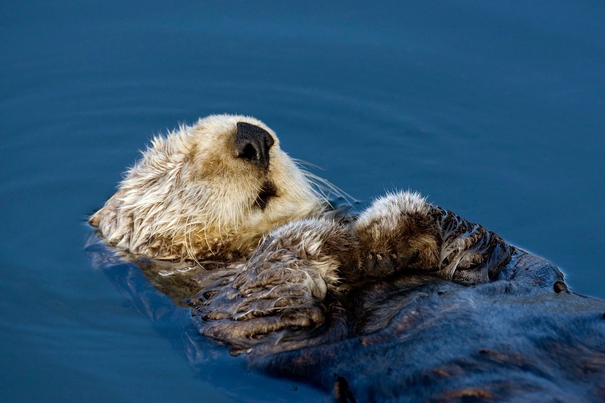 морские бобры. северный калан. морские бобры. калан камчатский. белогорлая выдра.
