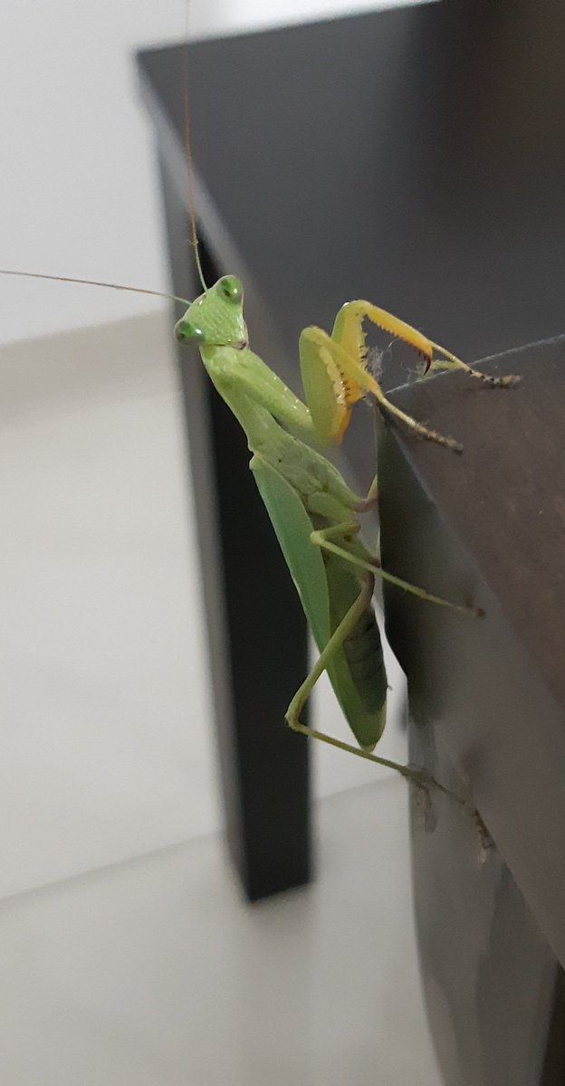 Ce serait-elle invitée ce soir à ma table ?