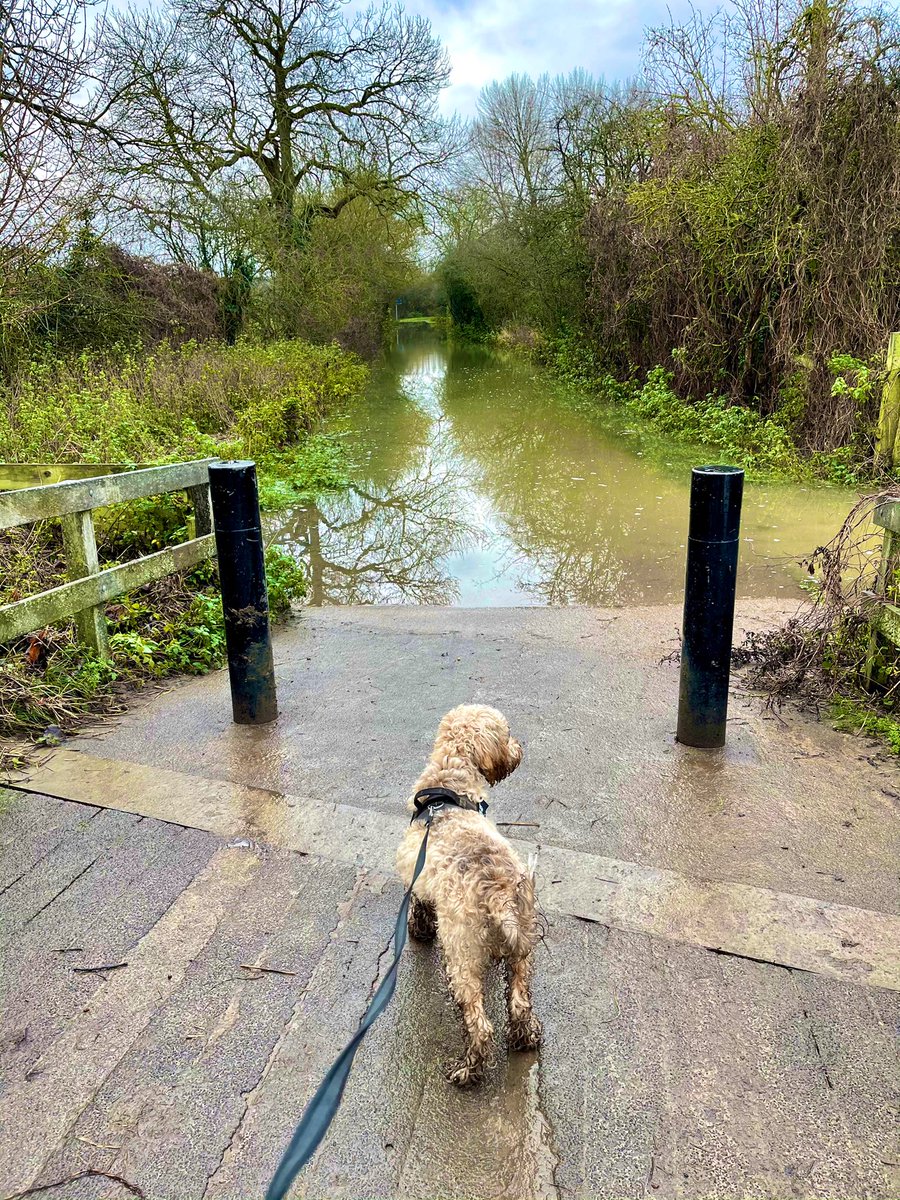 Day 128. Grrr - perfectly filthy path covered in water from river breaking its banks and the humans wouldn’t let me paddle through it !?! Instead they lunged and put the lead of oppression on me to stop diving. Paid them back by bringing home smell of fetid pond. #dogsoftwitter