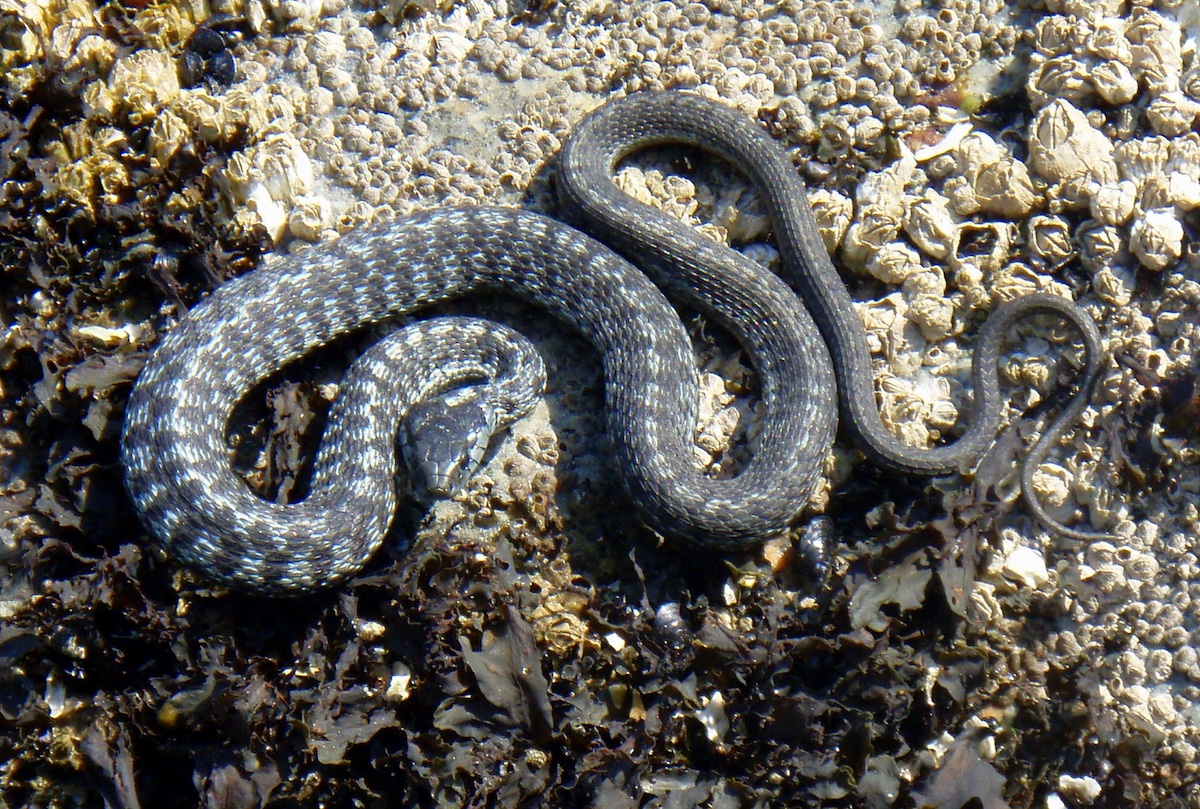 emilylarkin70's tweet photo. Another snake! Coming from New Zealand, where we don't have snakes, every snake was hugely exciting for me. This one was on the beach at Gibsons, British Columbia.
#wanderlust https://t.co/1nX7K6HOPI