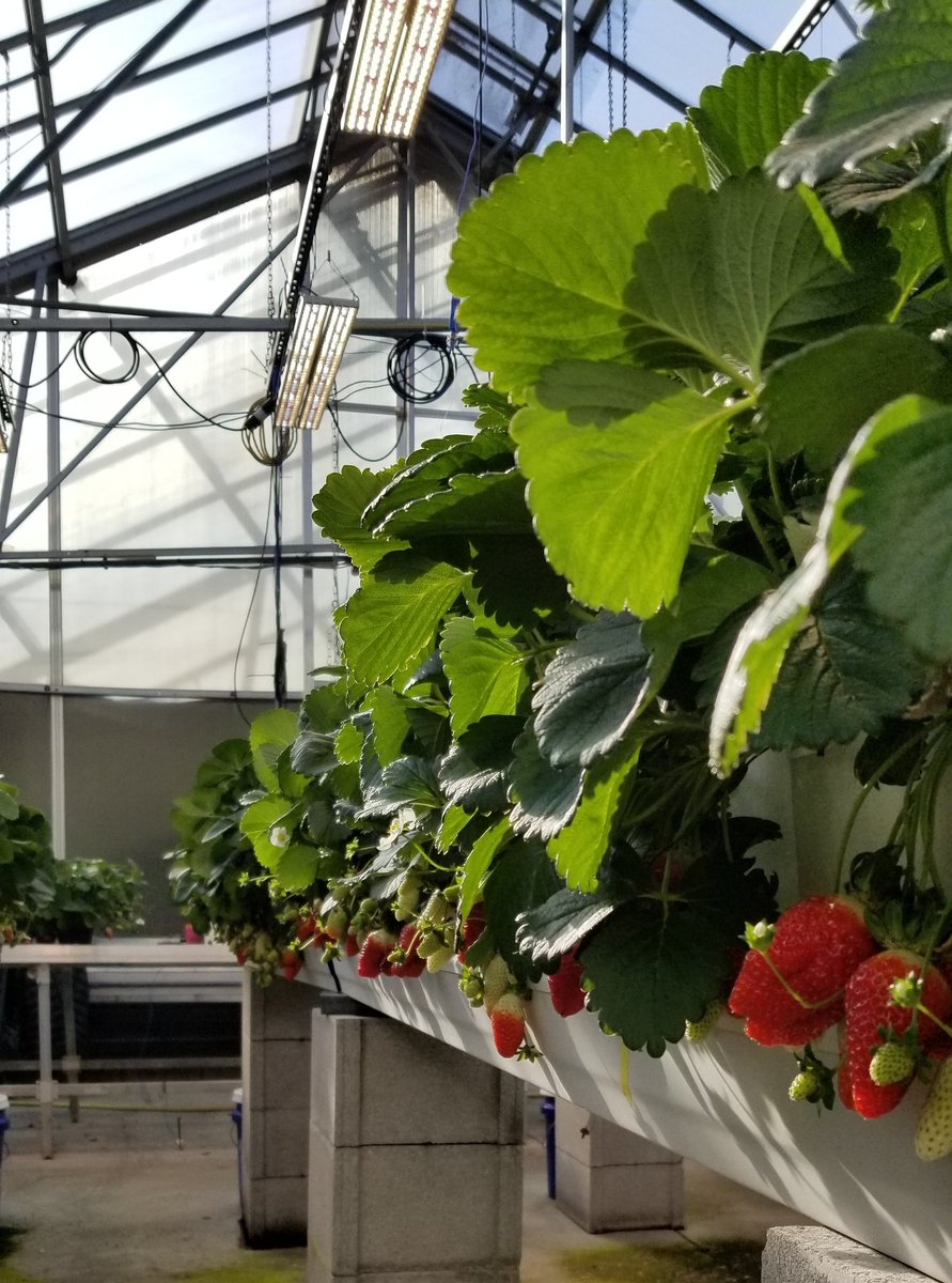 MadsHorvat's tweet photo. Six months later and we've finally got fruit!!!!! https://t.co/ca05cYkSDw