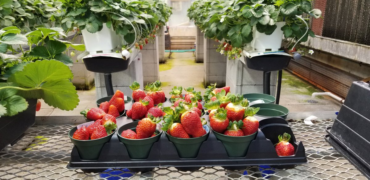 MadsHorvat's tweet photo. Six months later and we've finally got fruit!!!!! https://t.co/ca05cYkSDw