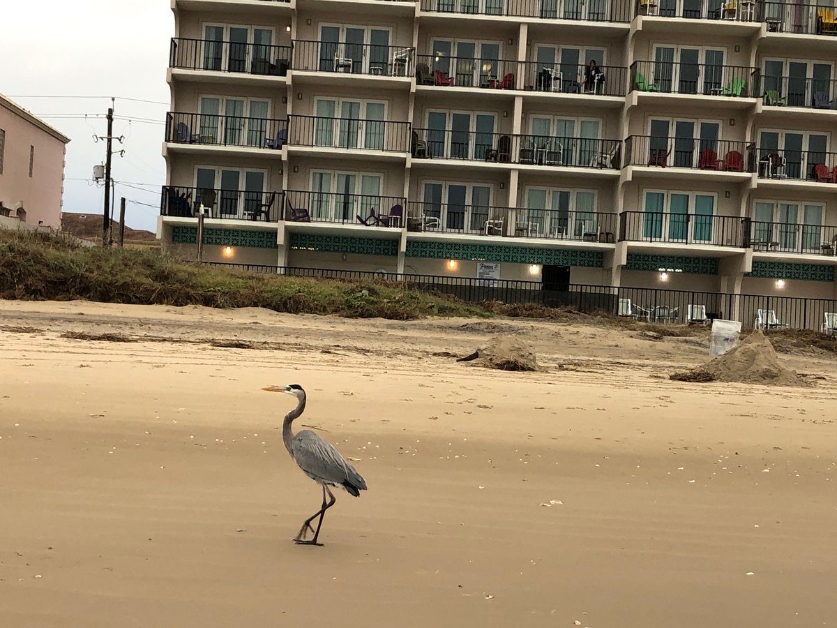 Why did the heron cross the beach? To get a records request in person bc they wouldn’t just email it even though this is the 21st century. Here is my past week of covid-safe beach vacation represented in records request responses. THREAD: