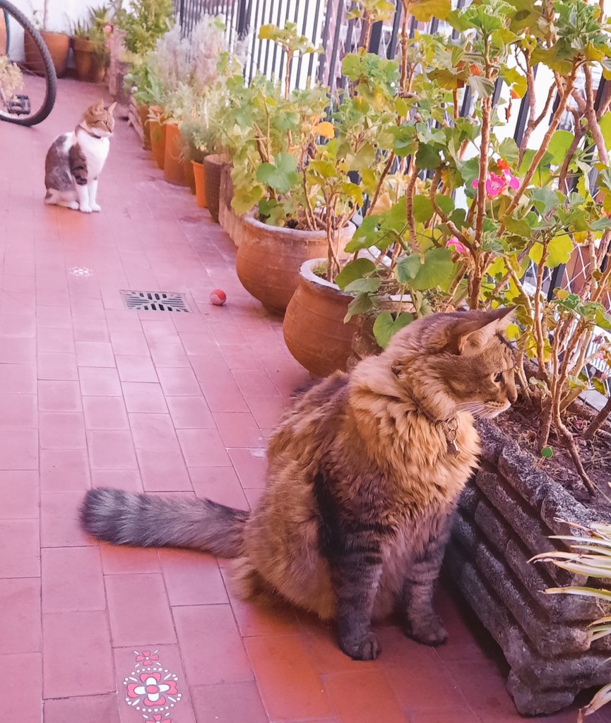 malexiar's tweet photo. Cae la tarde y ellos salen a refrescarse #SweetPoppy #CuchuPasión https://t.co/qw9Cx6W16w