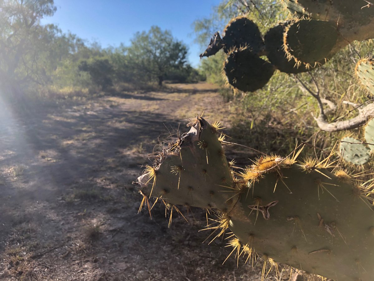 This is when you put in a records request and the prickly spokesman calls you to try to intimidate you. It is also known as a cactus.