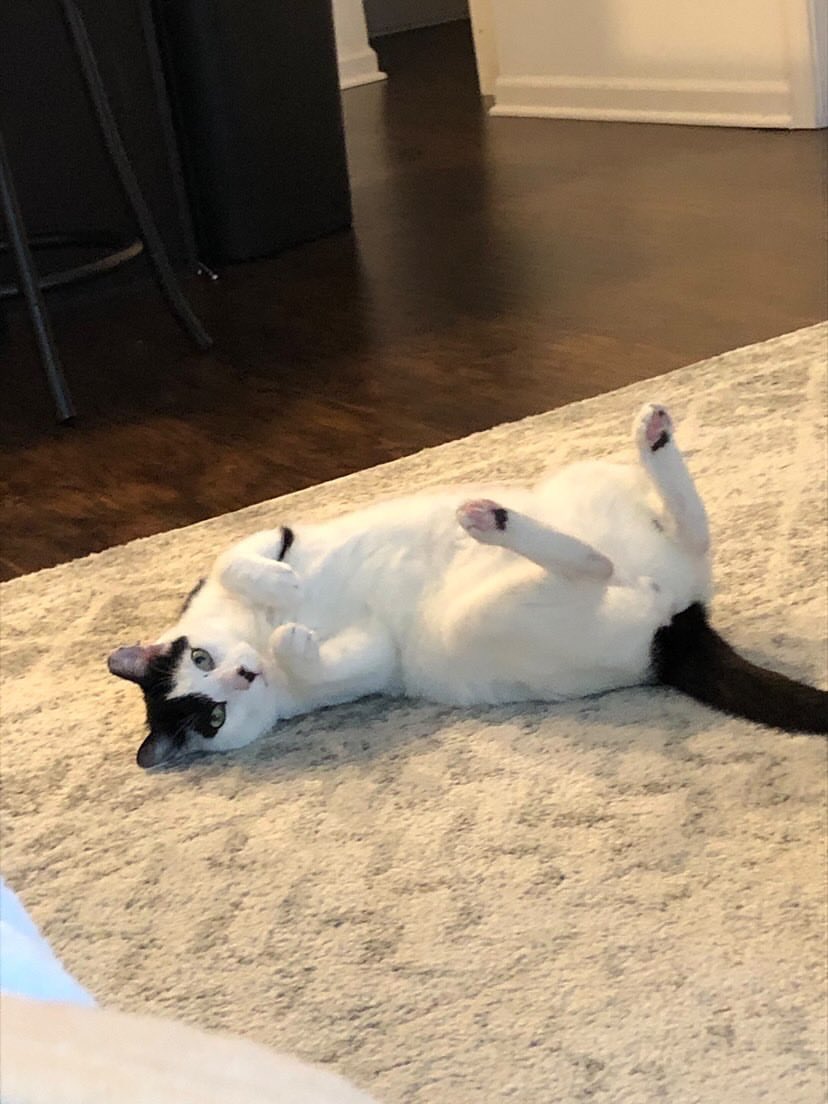 IvePetThatCat1's tweet photo. Meet Boo Radley! Boo is an emotional support cat. He is 4 and looks like a small cow. He is adventurous and always hungry. He opens the cabinets and gets into places where he’s not allowed. His caregiver has to use child locks. When Boo’s a really good boy, he gets whipped cream. https://t.co/xhy1qu0rc7
