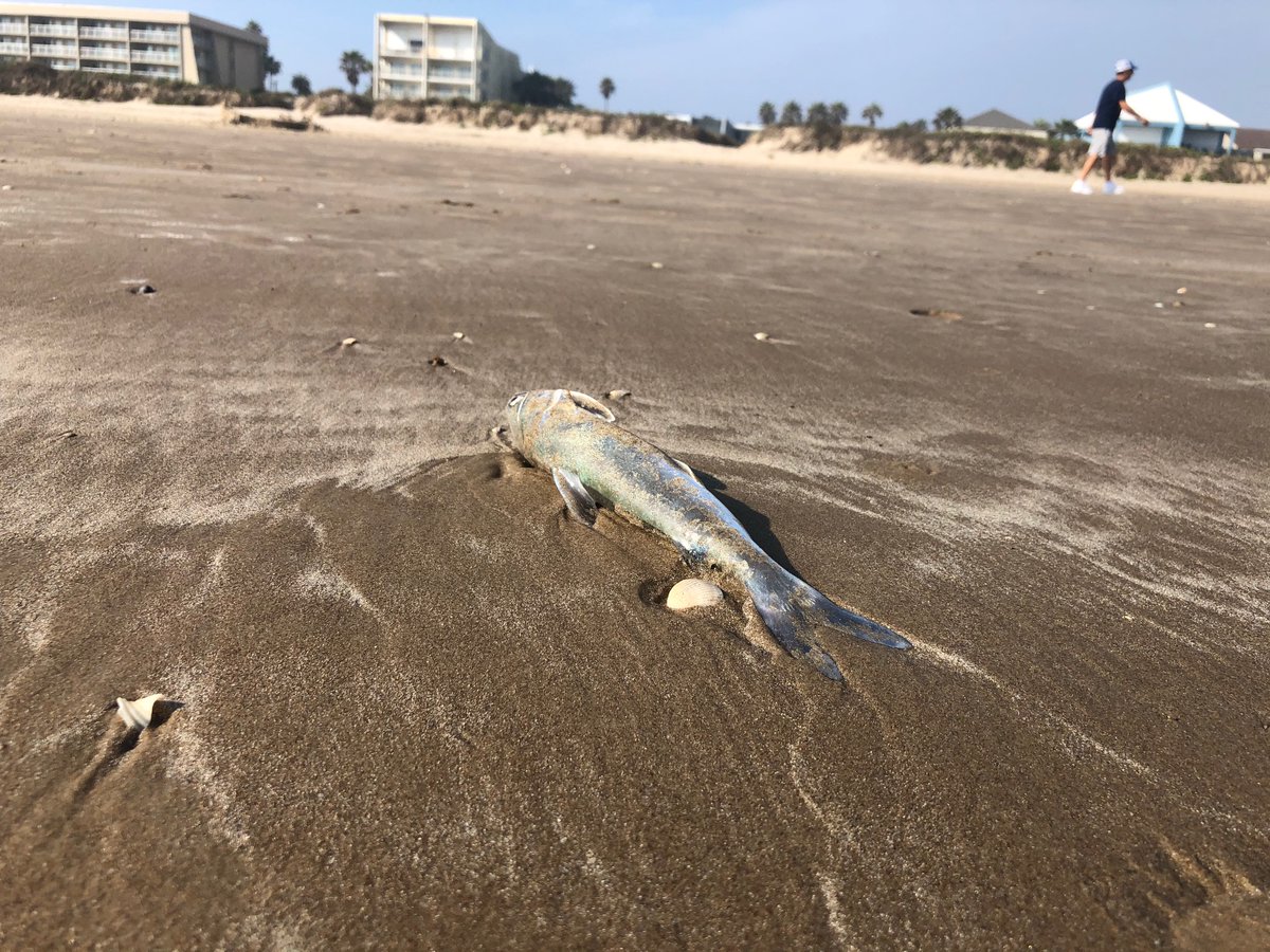 This is when the agency asks for 10 more days, and 10 more day and 10 more days again and again and again. It is also known as a dead rotting bottomfeeder. (I think. But I don't really know my fishes tbh.)