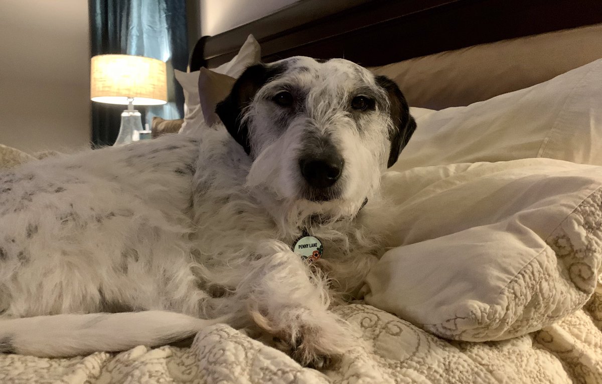 Penny_Lane_Pup's tweet photo. I’ve come pup with a compromise with Daddy... 

From 4am-9pm, it’s my spot. From 9pm-4am it’s Daddy’s spot. 
#dogsoftwitter #pennylane https://t.co/SZnAAFvRf6