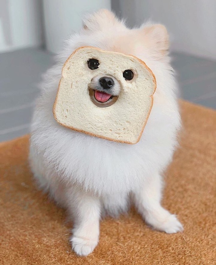 ペット肖像画のpet Canva 公式 Pet Canva Twitter ペット肖像画のpet Canva 公式 Pet Canva Twitter