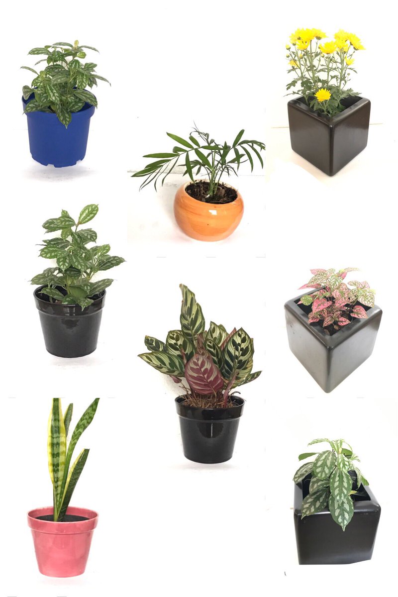LOVELY_LIGHT_MX's tweet photo. Descubre los beneficios para la salud que trae el cuidar plantitas, proporcionan un efecto psicológico muy positivo en diversas problemáticas como el estrés, la ansiedad y la depresión. #QuédateEnCasa #CDMX envíamos a domicilio. Adquiere la tuya vía DM https://t.co/r72JGhH8Z1