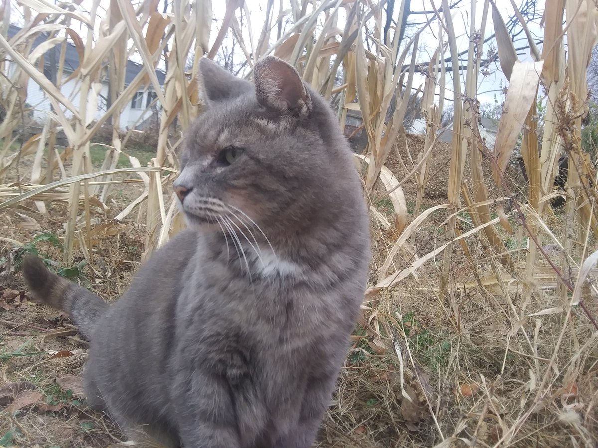 CaseValentine2's tweet photo. @CustomsCompass Very well said. The neighbors moved away and left their cat behind. Now he's mine, and I'm his person. https://t.co/z2OUjT1oo4
