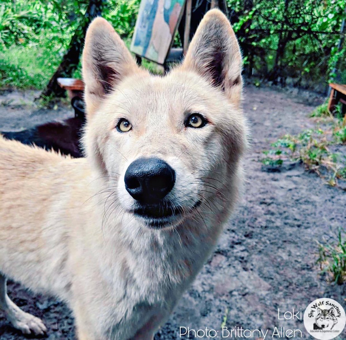 ShyWolfSanct's tweet photo. #saturdaysnoot ๐๐ป
#boopmynose #loki #wolfdog #happysaturday https://t.co/SPLbmqIRSk