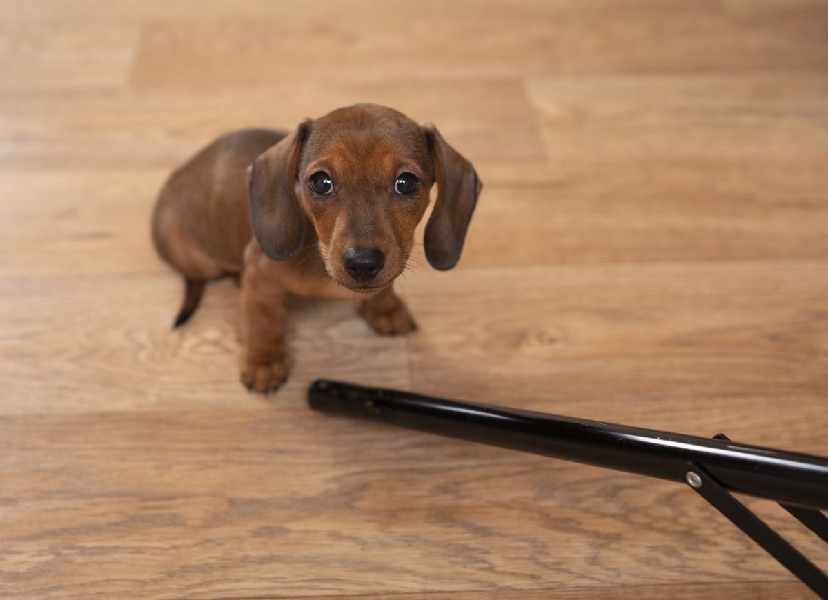 This may become a series: Pets who “help” on a photo shoot. Meet Dora the dachshund moving a light stand.#dachshunds #dogs #pets #photography