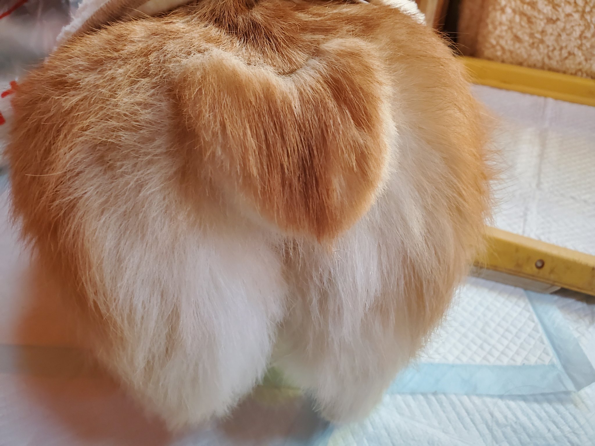 これはたまらん 尻尾がハート型になったコーギーにツイ民悶絶www これはたまらん 尻尾がハート型になったコーギーにツイ民悶絶www