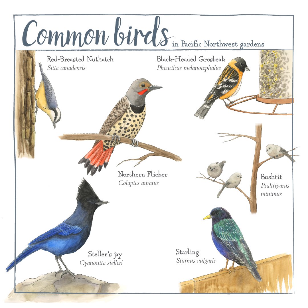YearPnw's tweet photo. I love drawing birds, and we have some sweet ones here in the northwest. Here are some of my favorites!

#watercolor #pnw #northwestbirds #birdwatching https://t.co/LapPr25bzC